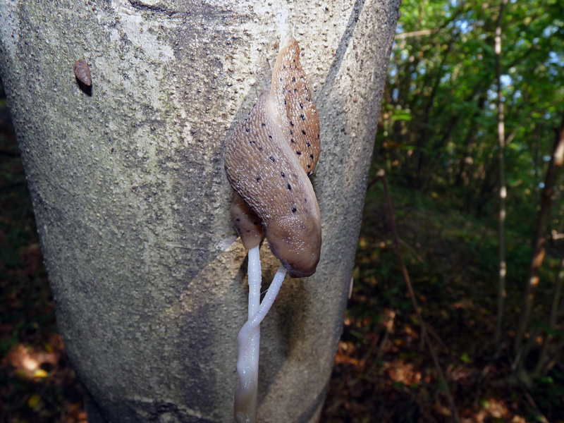 Accoppiamenti di Limax (redii-punctulatus?)